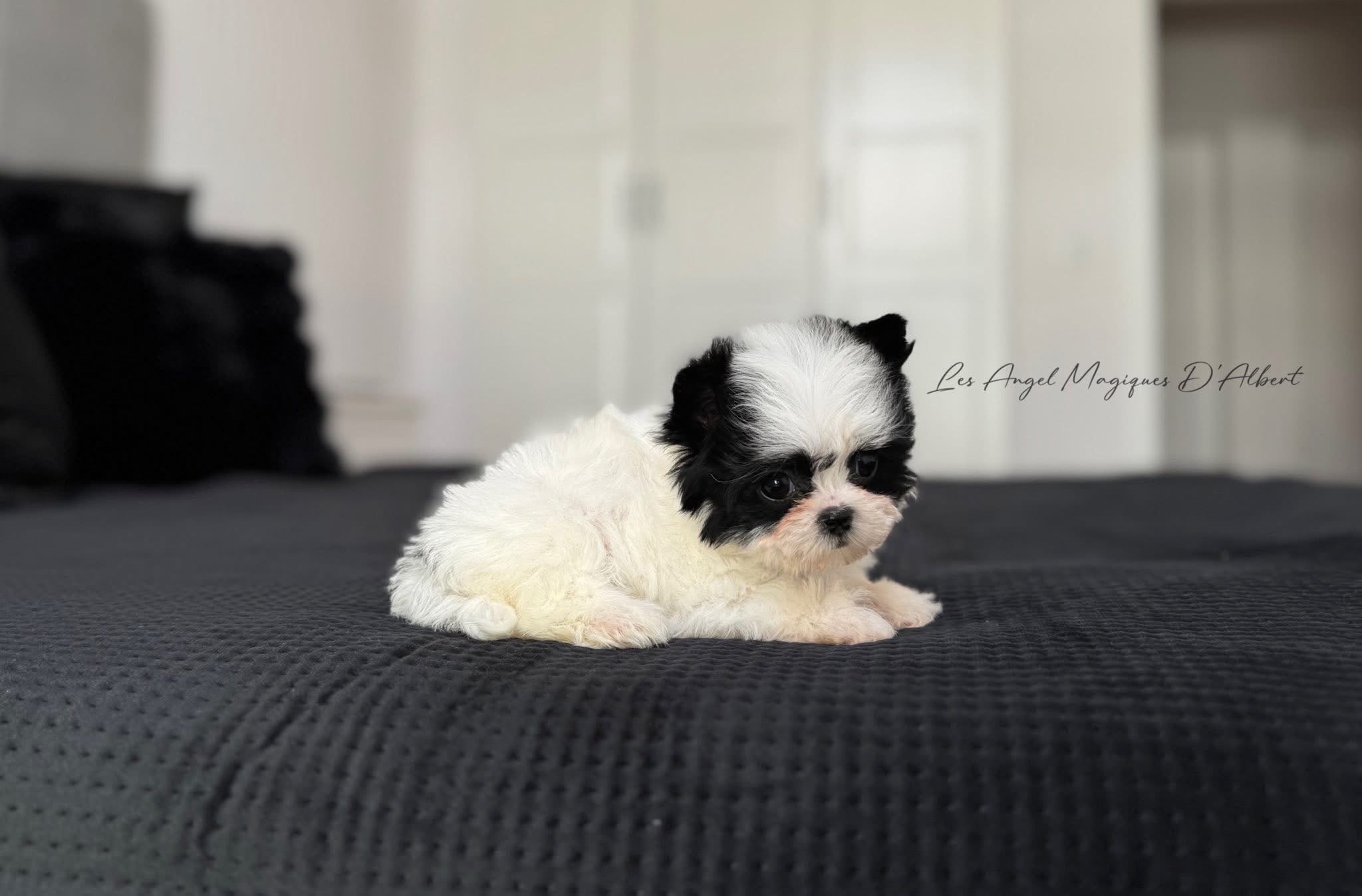 A dog raised by Les Angel Magiques D'Albert, gallery photo 7