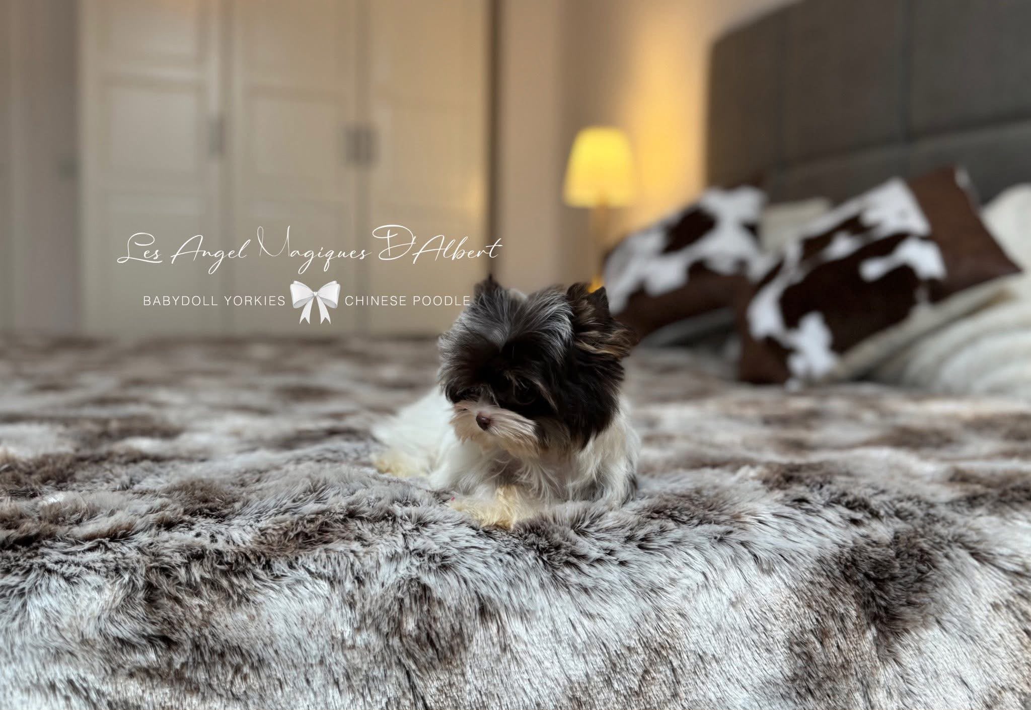 A dog raised by Les Angel Magiques D'Albert, gallery photo 8