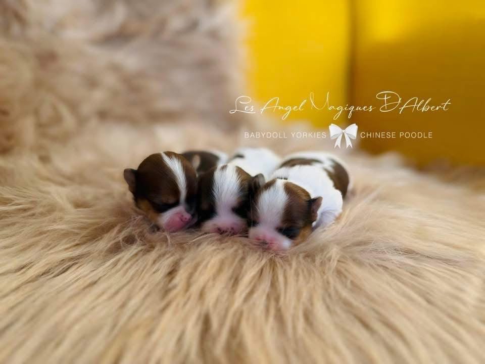 A dog raised by Les Angel Magiques D'Albert, gallery photo 9