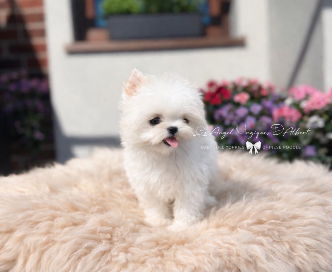 A dog raised by Les Angel Magiques D'Albert, gallery photo 10