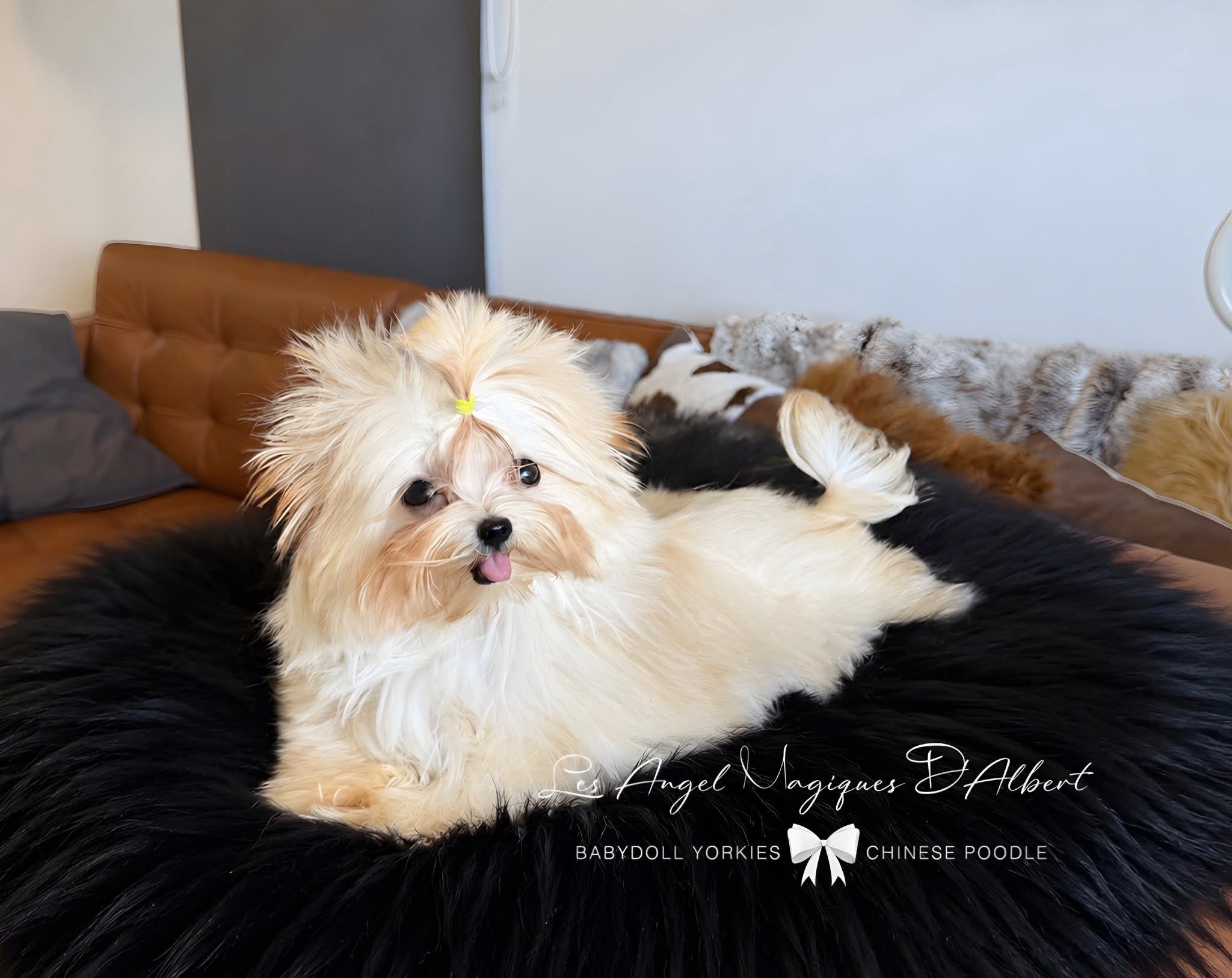 A dog raised by Les Angel Magiques D'Albert, gallery photo 11