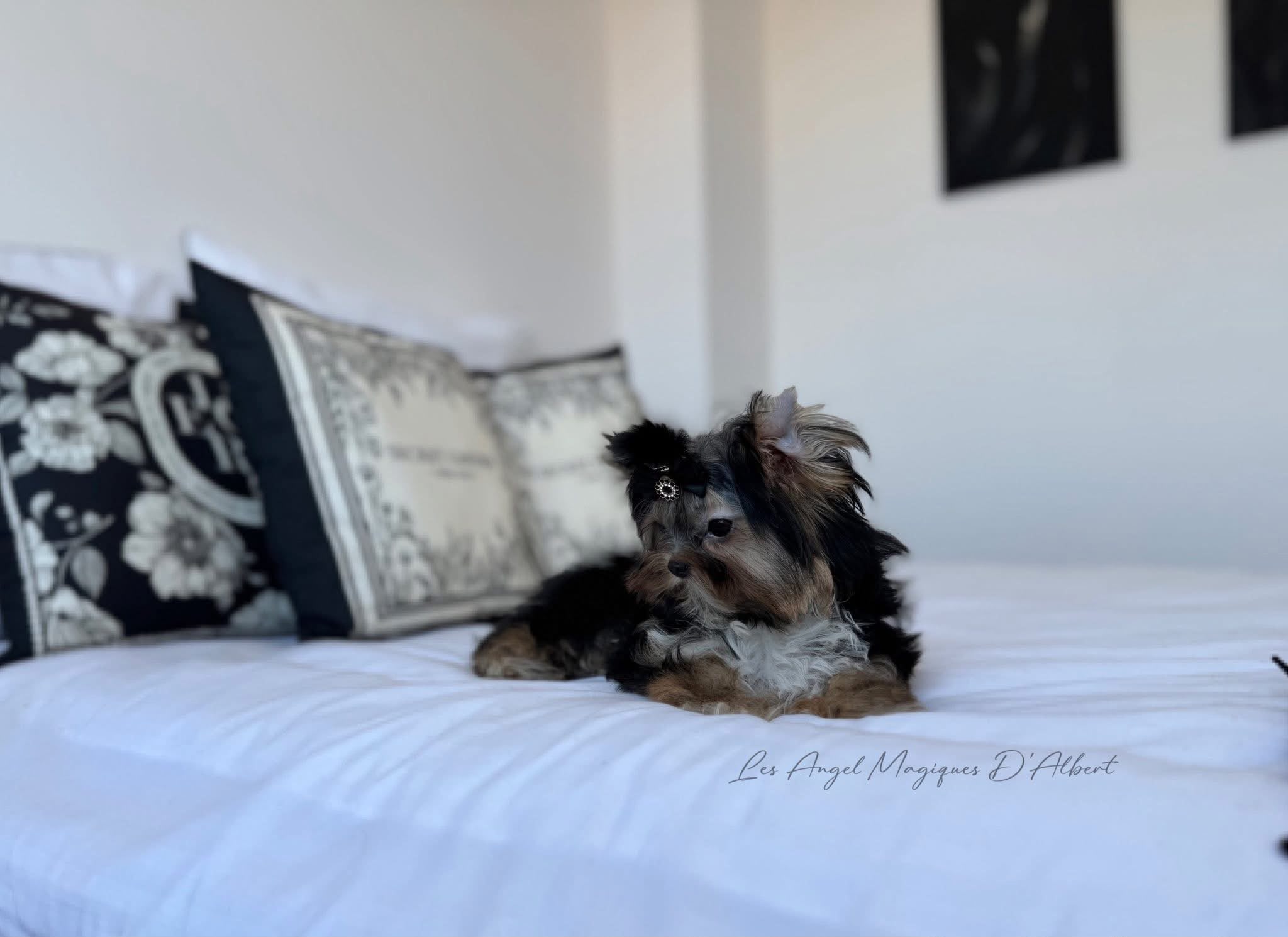 A dog raised by Les Angel Magiques D'Albert, gallery photo 12