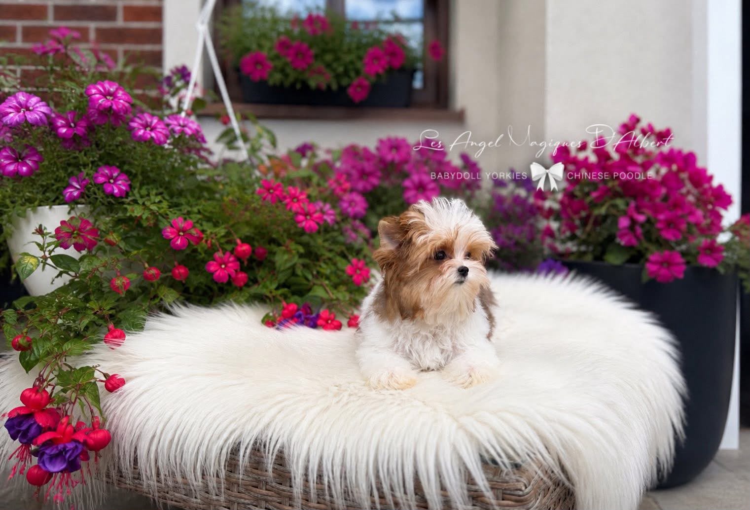 A dog raised by Les Angel Magiques D'Albert, gallery photo 13