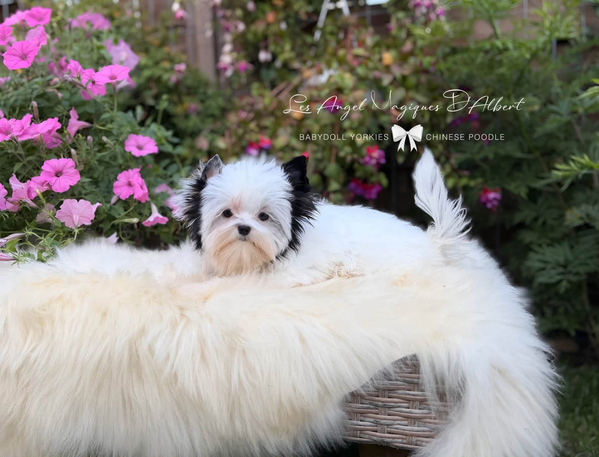 A dog raised by Les Angel Magiques D'Albert, gallery photo 14
