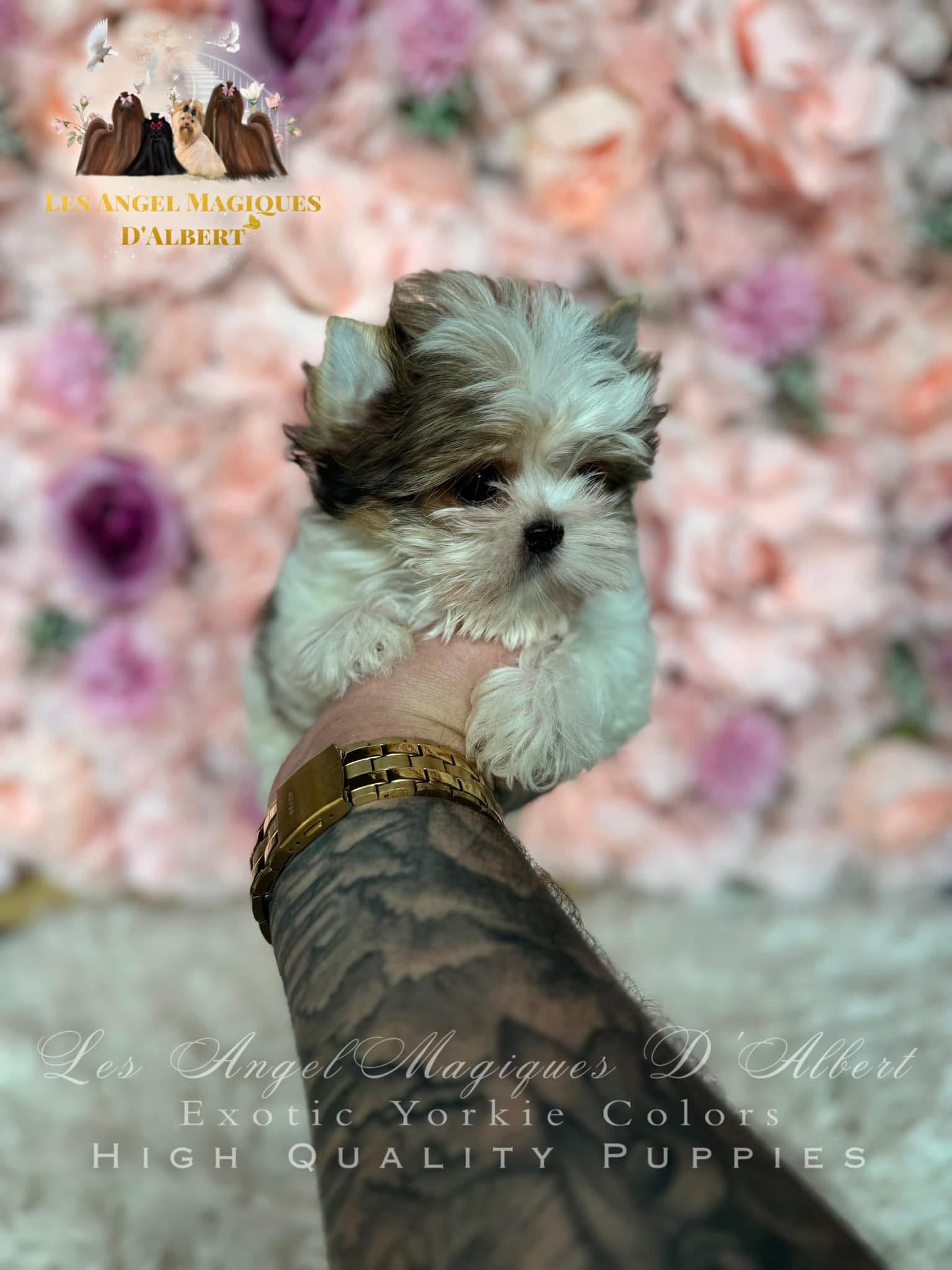A dog raised by Les Angel Magiques D'Albert, gallery photo 16