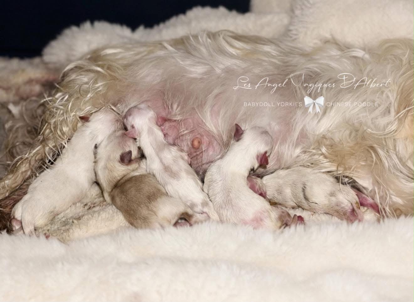 A dog raised by Les Angel Magiques D'Albert, gallery photo 17