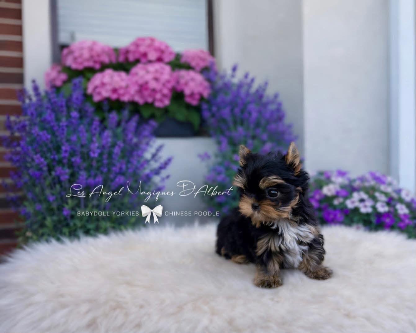 A dog raised by Les Angel Magiques D'Albert, gallery photo 18