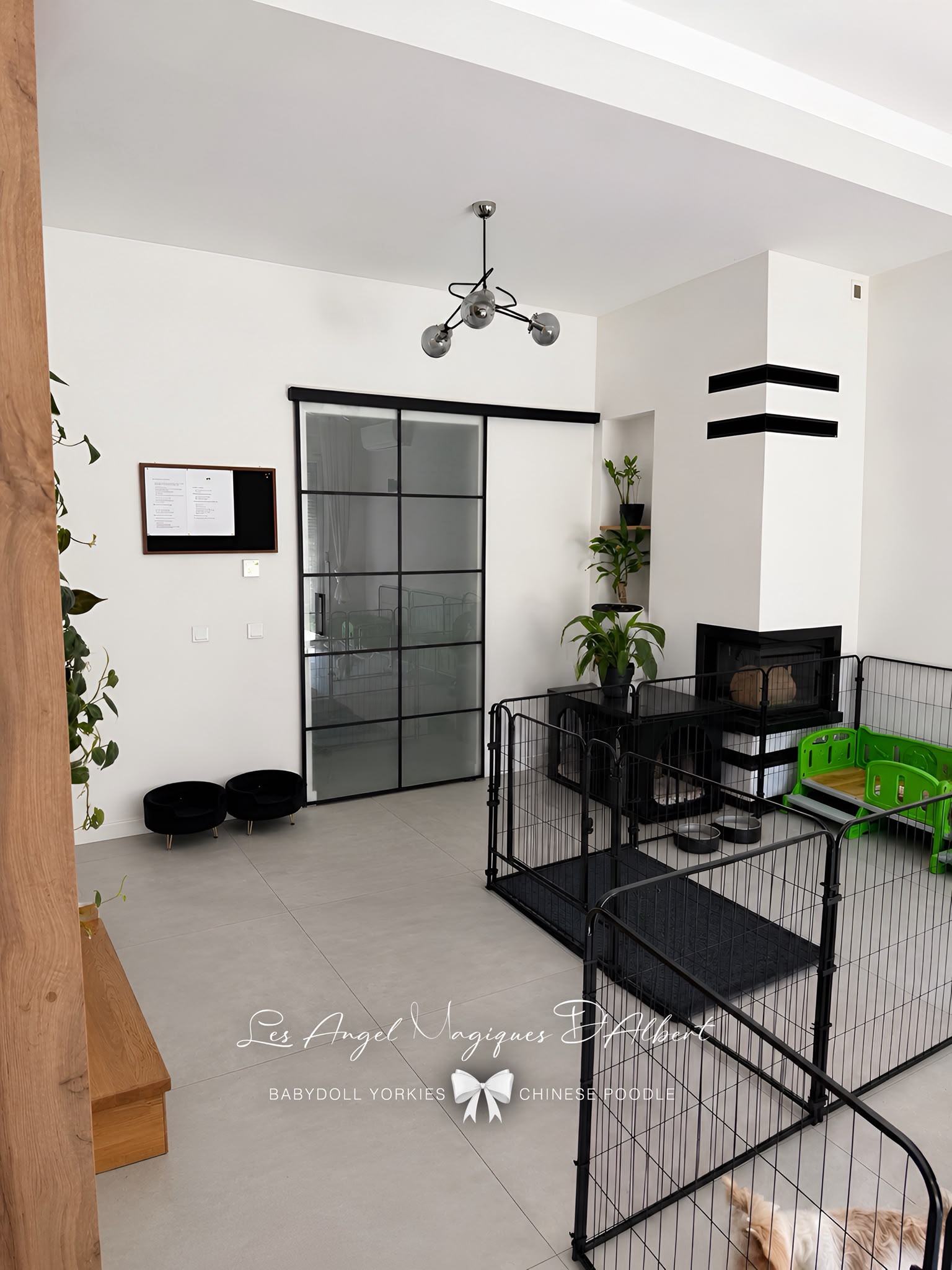 The dogs’ safe and loving home — photo 6