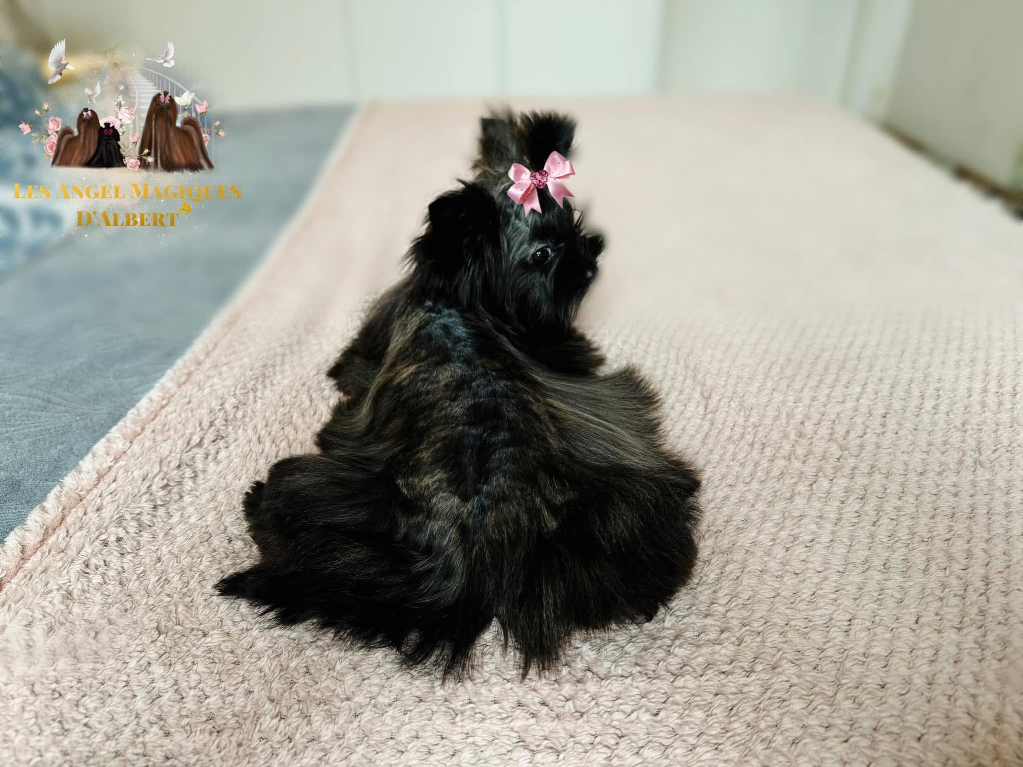 Angel, Black Brindle Yorkshire Terrier · 2.2 kg · Female — photo 1