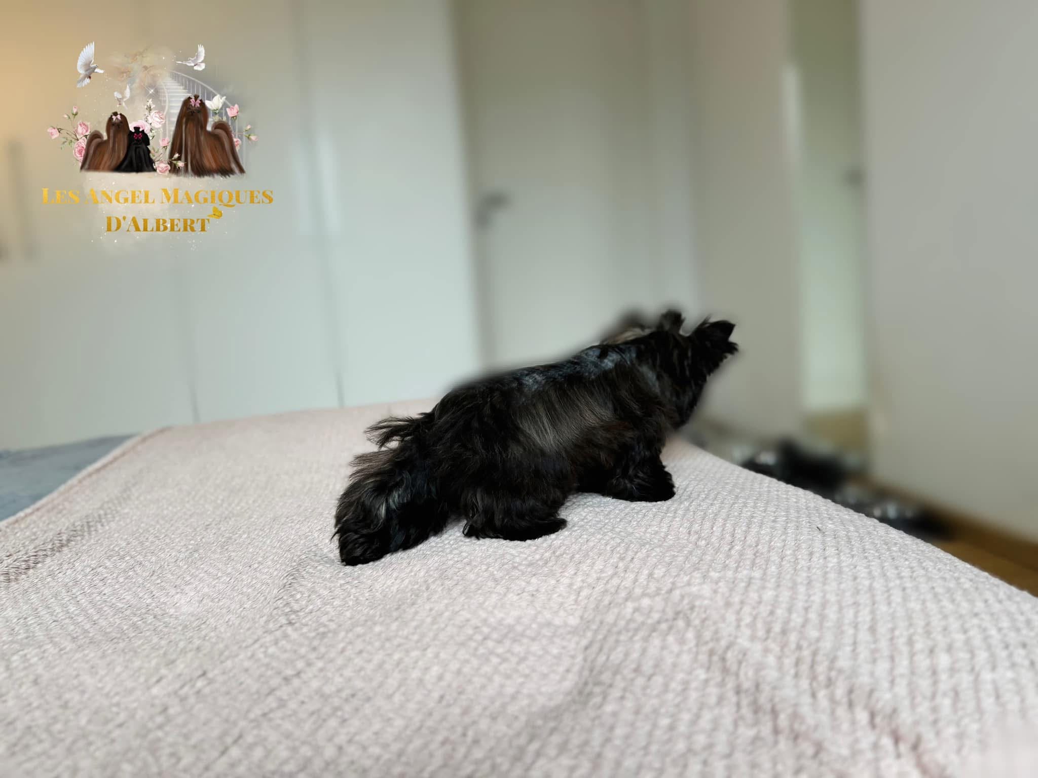 Angel, Black Brindle Yorkshire Terrier · 2.2 kg · Female — photo 2
