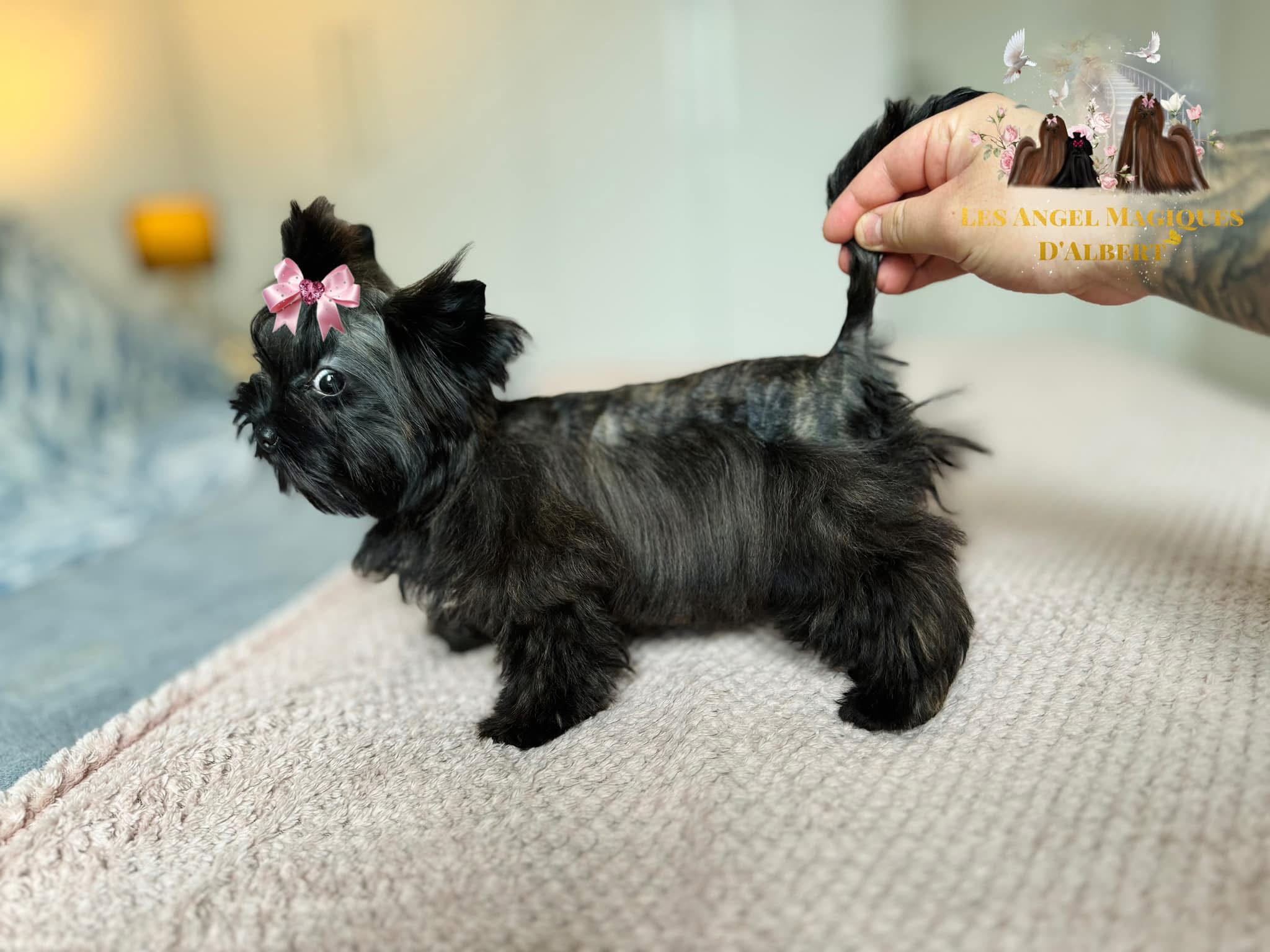 Angel, Black Brindle Yorkshire Terrier · 2.2 kg · Female — photo 3