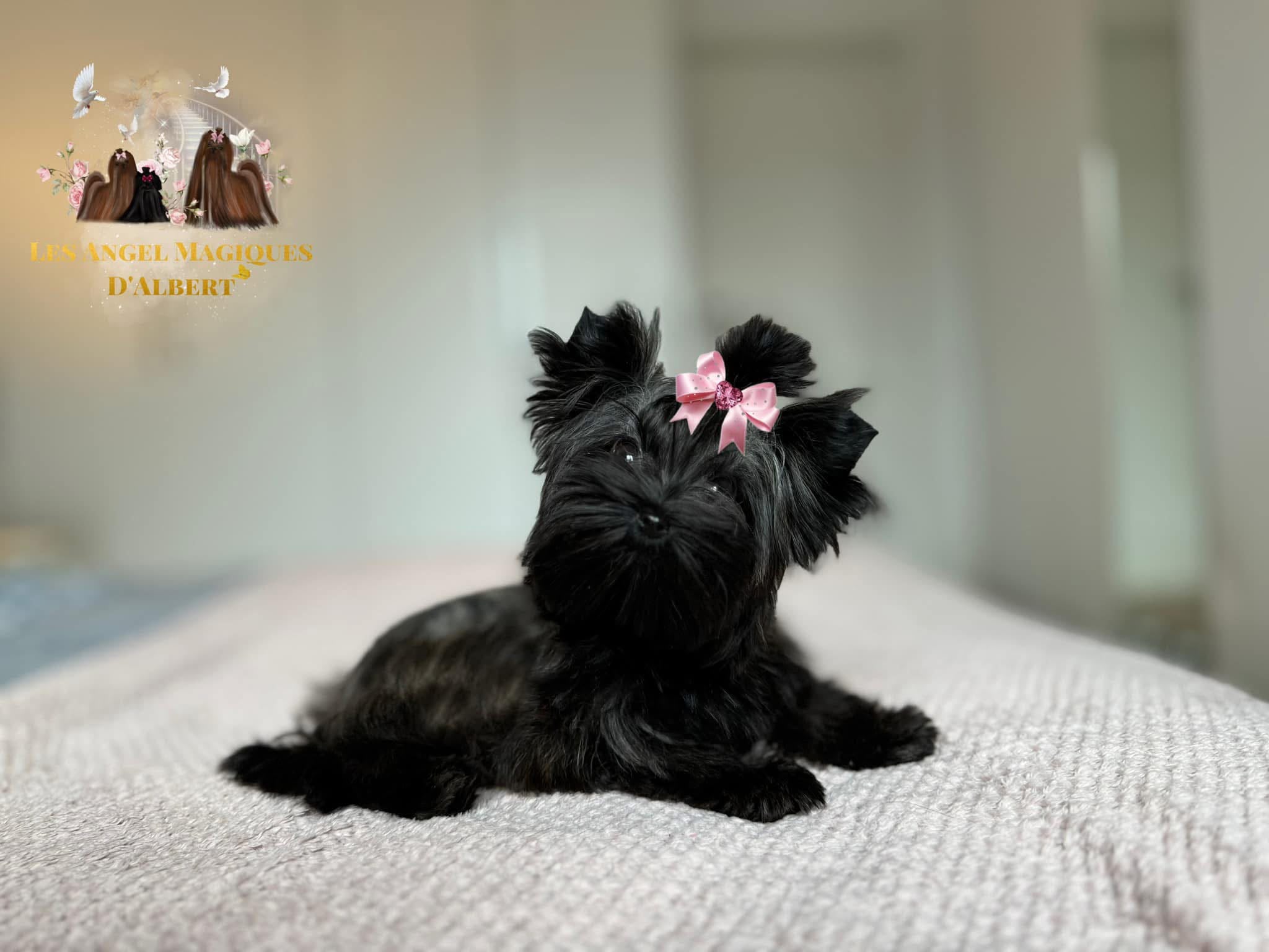 Angel, Black Brindle Yorkshire Terrier · 2.2 kg · Female — photo 4