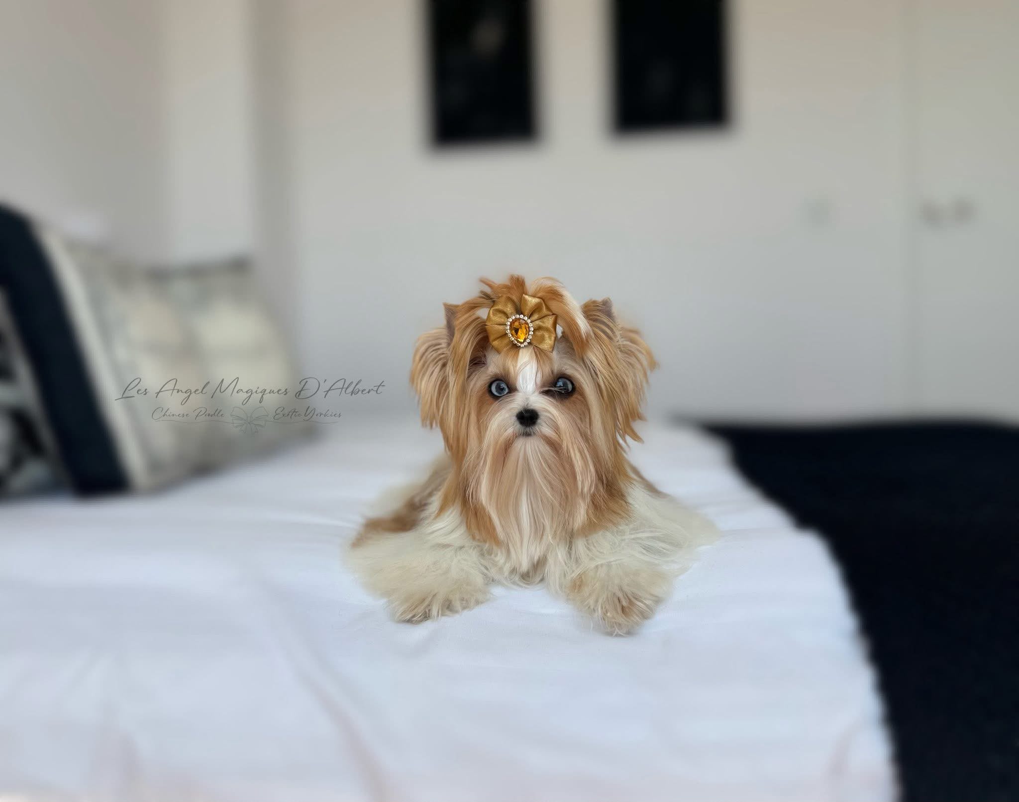Bella, a Red Sable Parti Merle Yorkshire Terrier