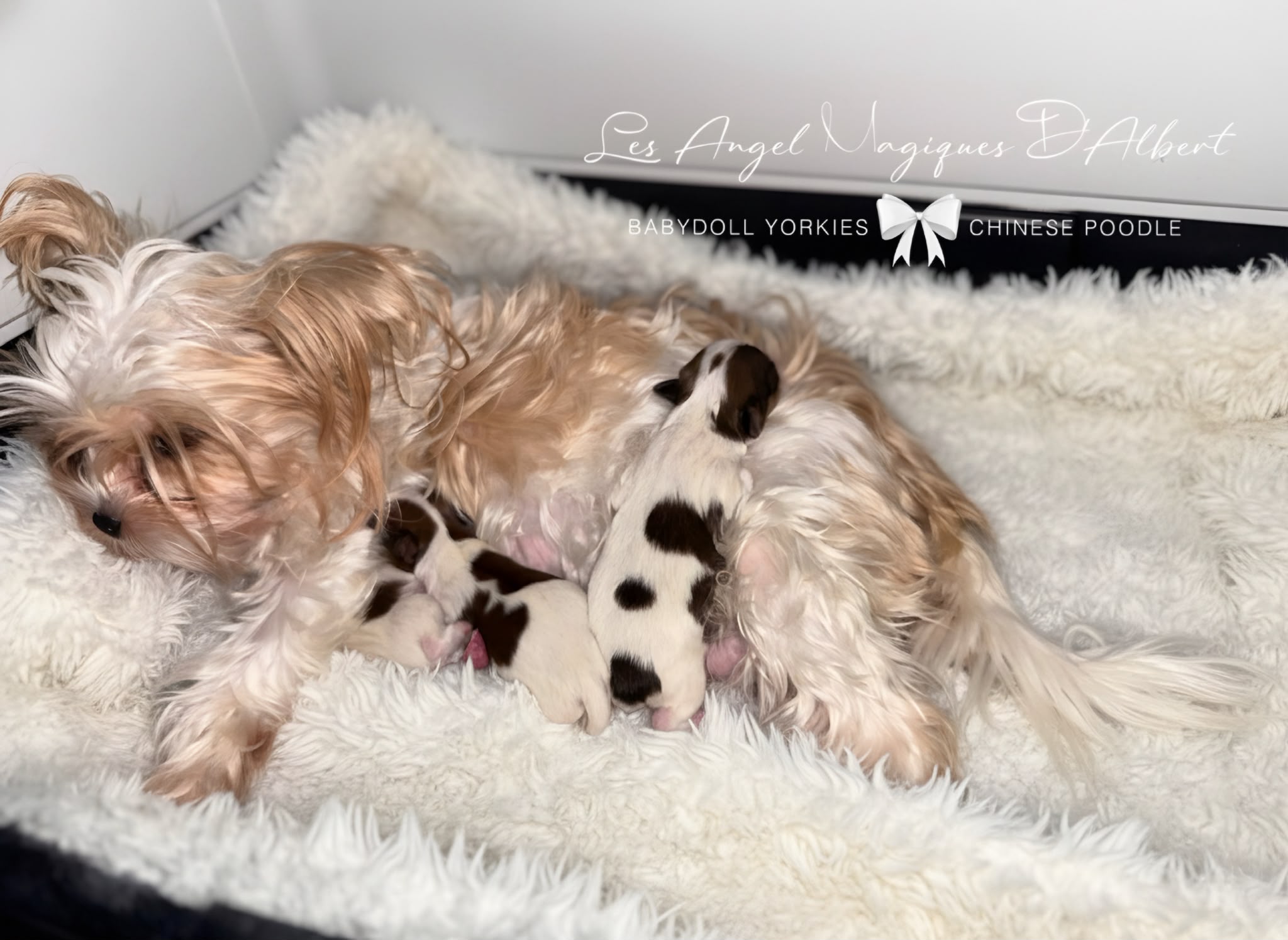 Bella, Red Sable Parti Merle Yorkshire Terrier · 2.5 kg · Female — photo 3