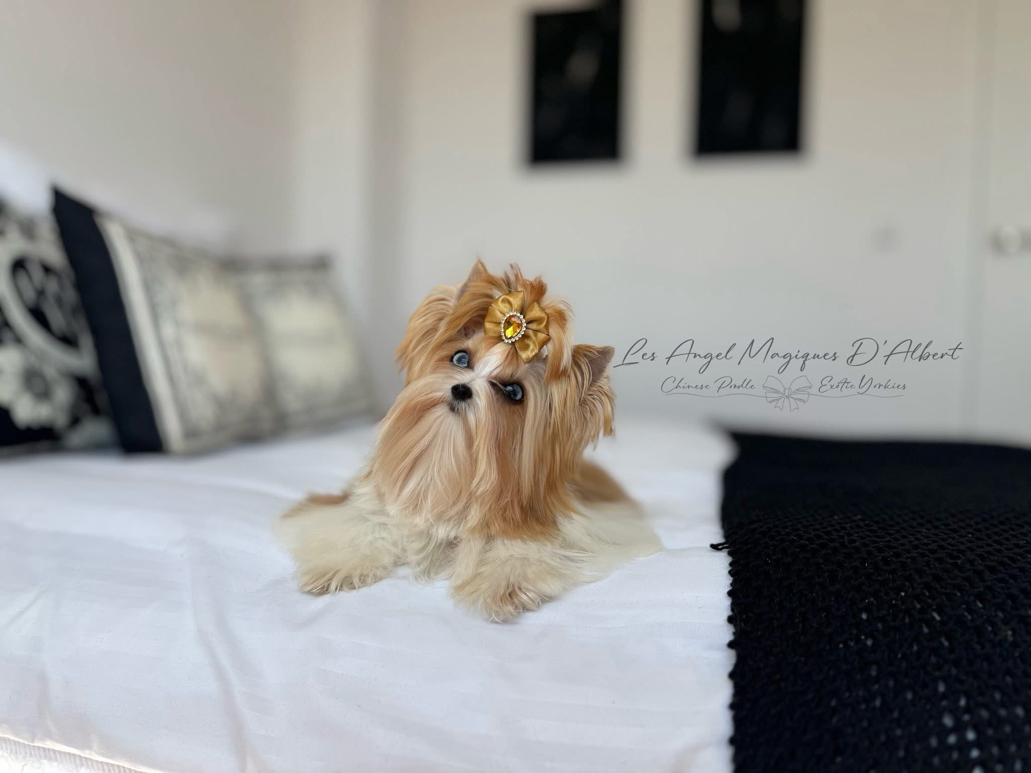 Bella, Red Sable Parti Merle Yorkshire Terrier · 2.5 kg · Female — photo 4