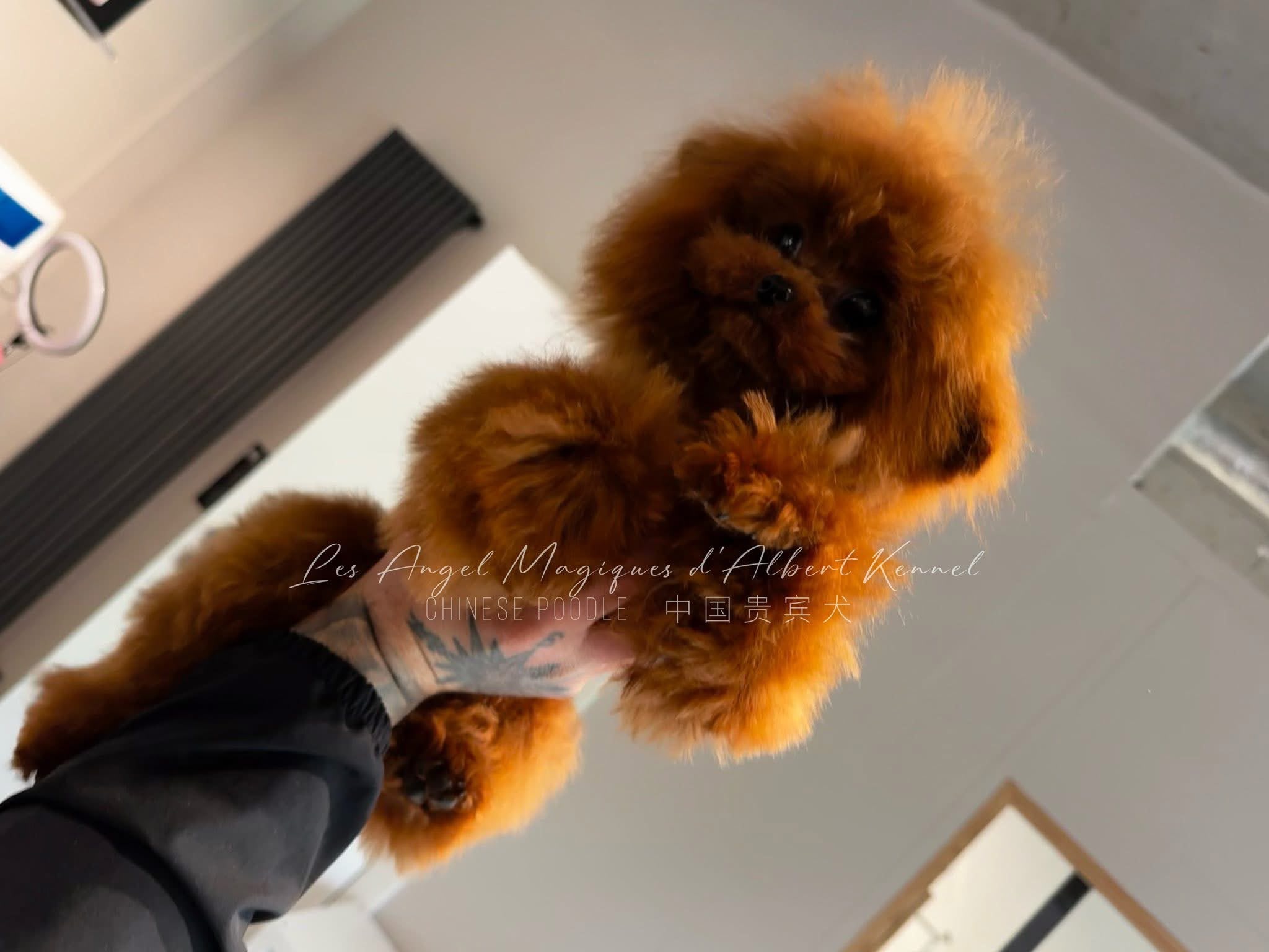 Chén, Red Chinese Poodle · 21 cm · 2 kg · Female — photo 1