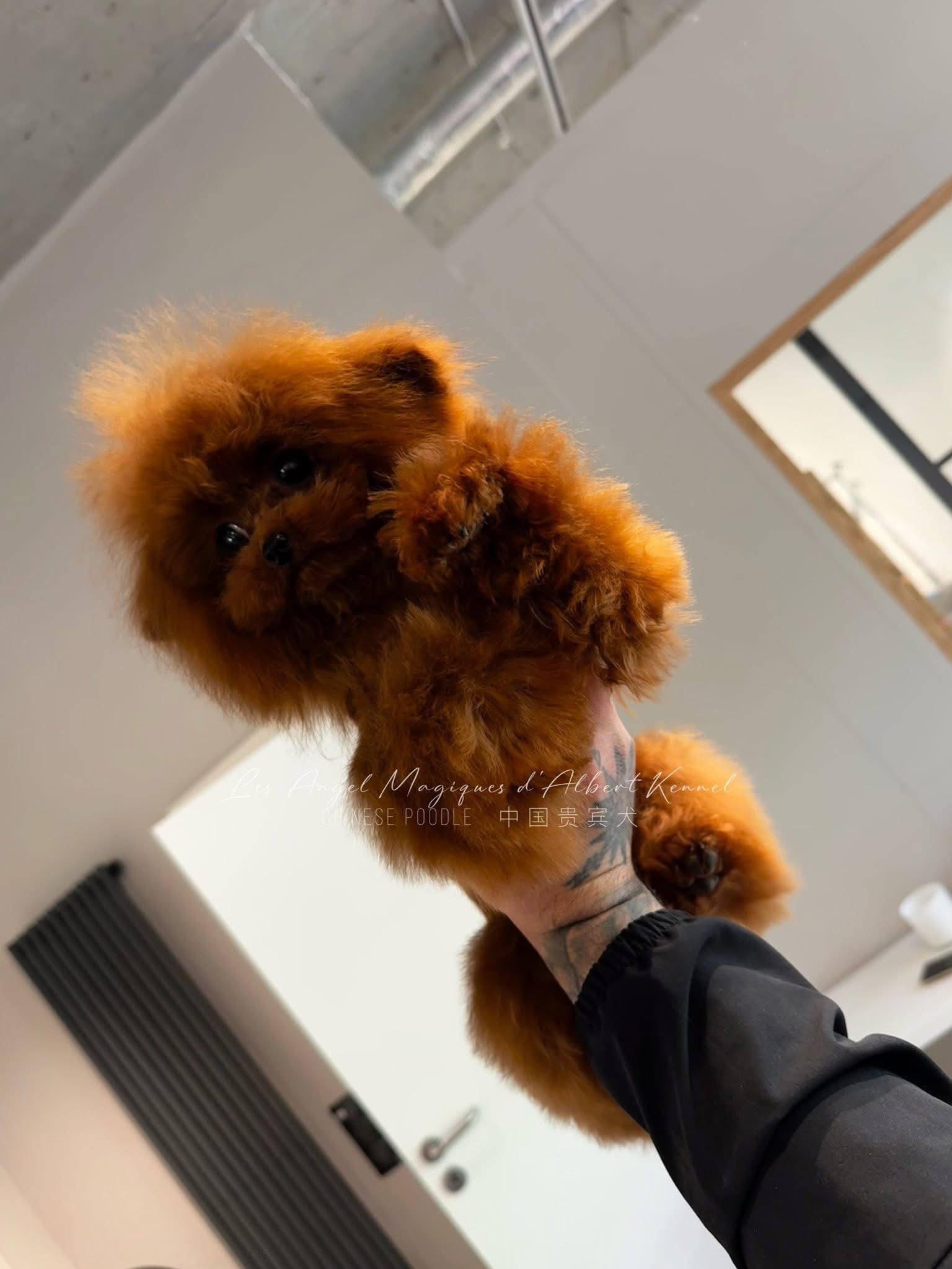 Chén, Red Chinese Poodle · 21 cm · 2 kg · Female — photo 2