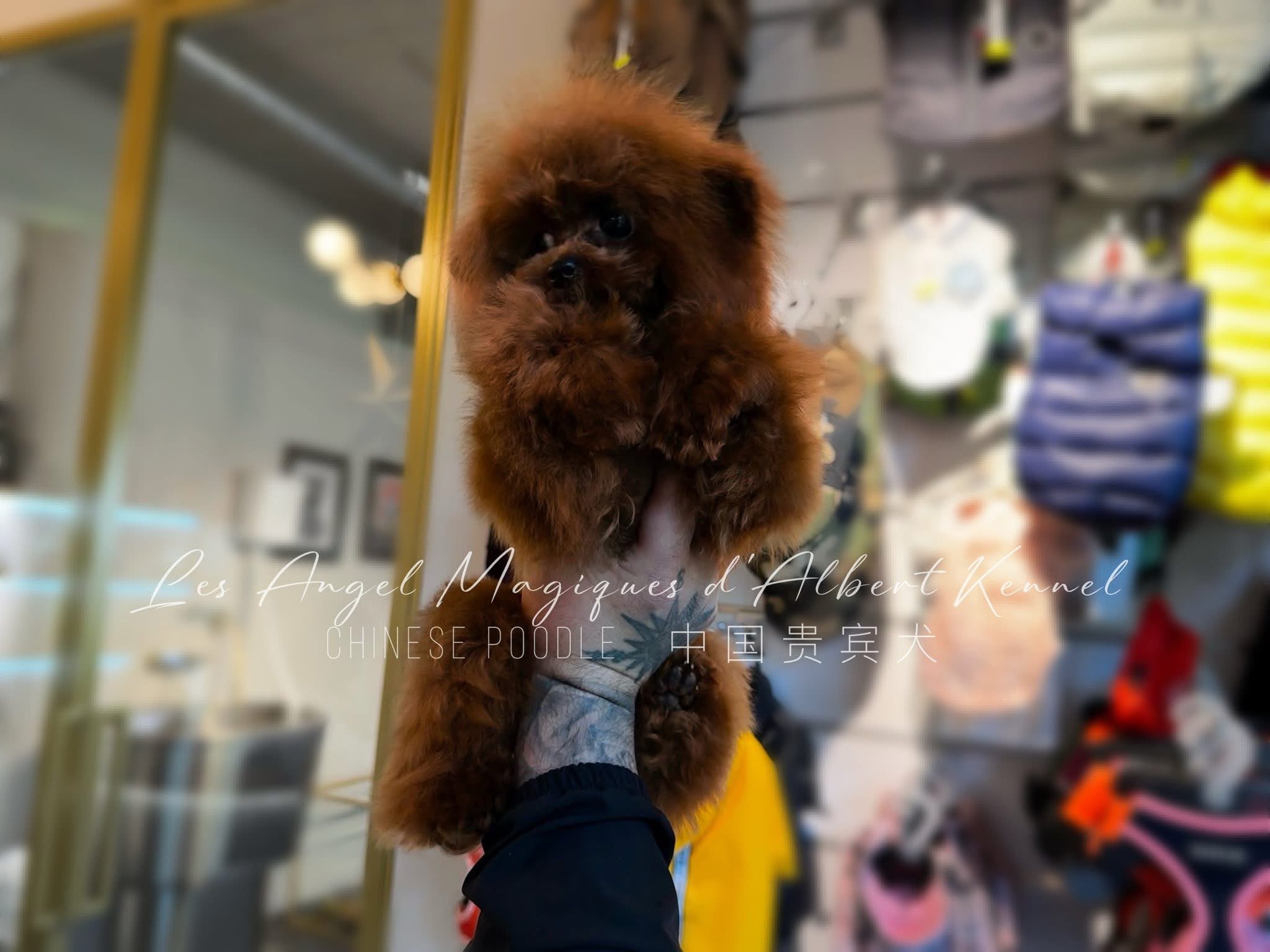 Chén, Red Chinese Poodle · 21 cm · 2 kg · Female — photo 3