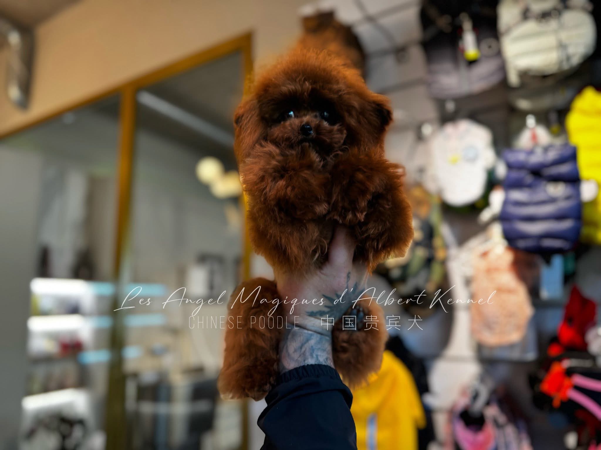 Chén, Red Chinese Poodle · 21 cm · 2 kg · Female — photo 4
