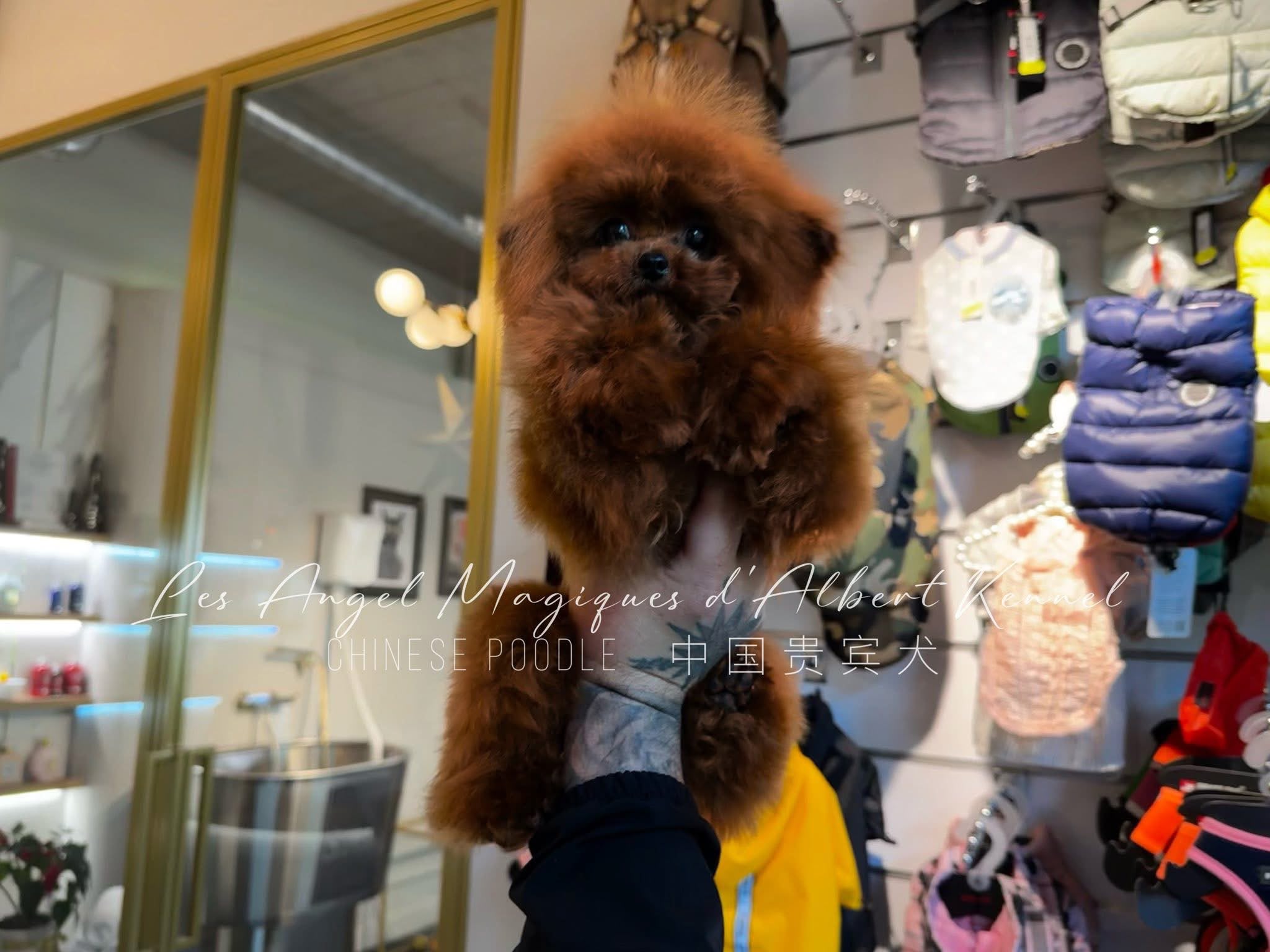 Chén, Red Chinese Poodle · 21 cm · 2 kg · Female — photo 5