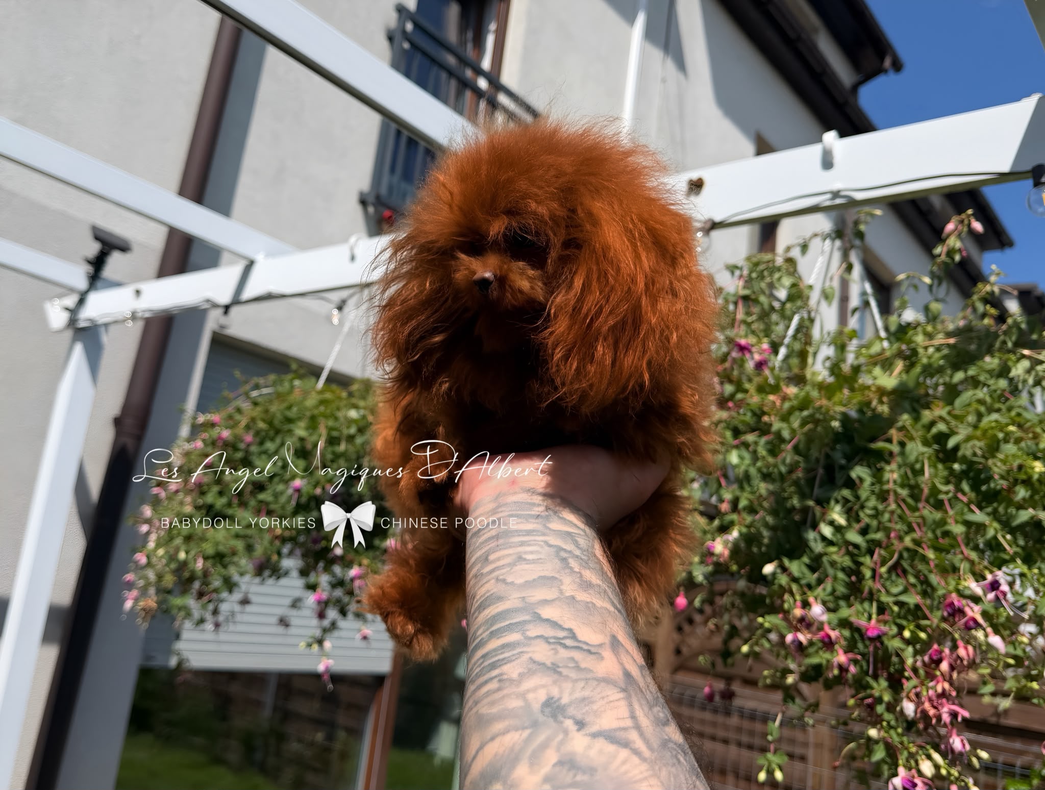 Hàn, Chinese Poodle · 20 cm · 1.8 kg · Male — photo 1