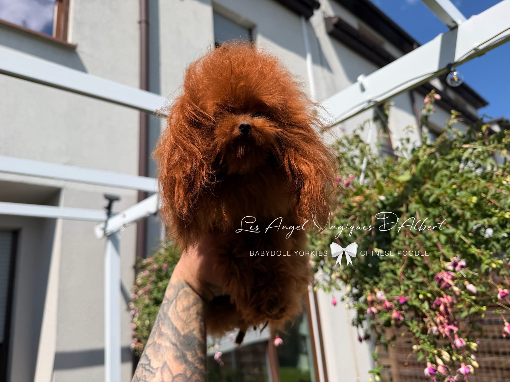 Hàn, Chinese Poodle · 20 cm · 1.8 kg · Male — photo 2