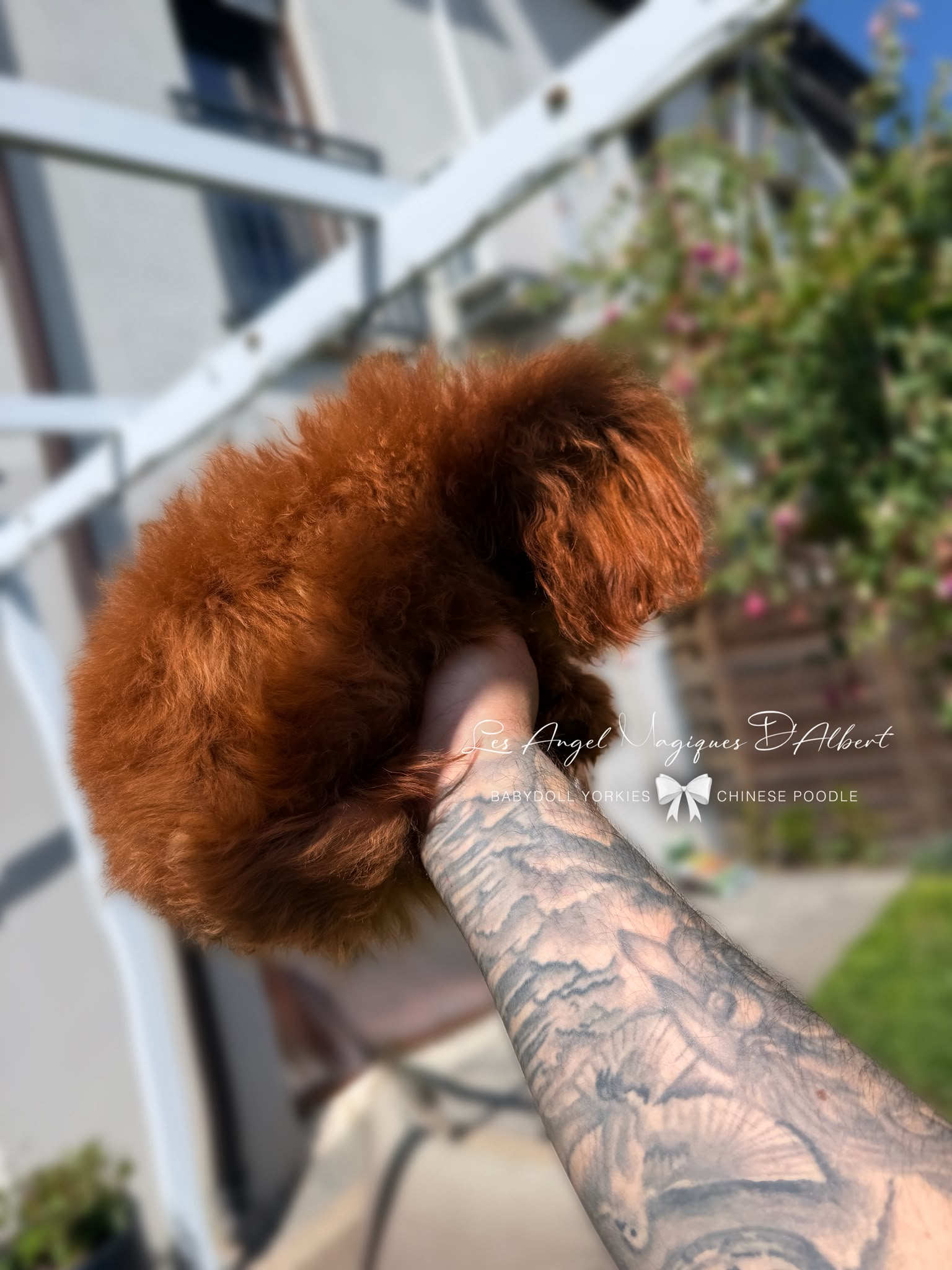 Hàn, Chinese Poodle · 20 cm · 1.8 kg · Male — photo 3