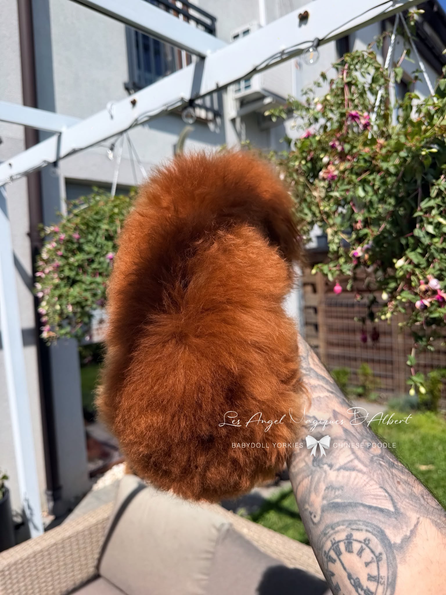 Hàn, Chinese Poodle · 20 cm · 1.8 kg · Male — photo 4