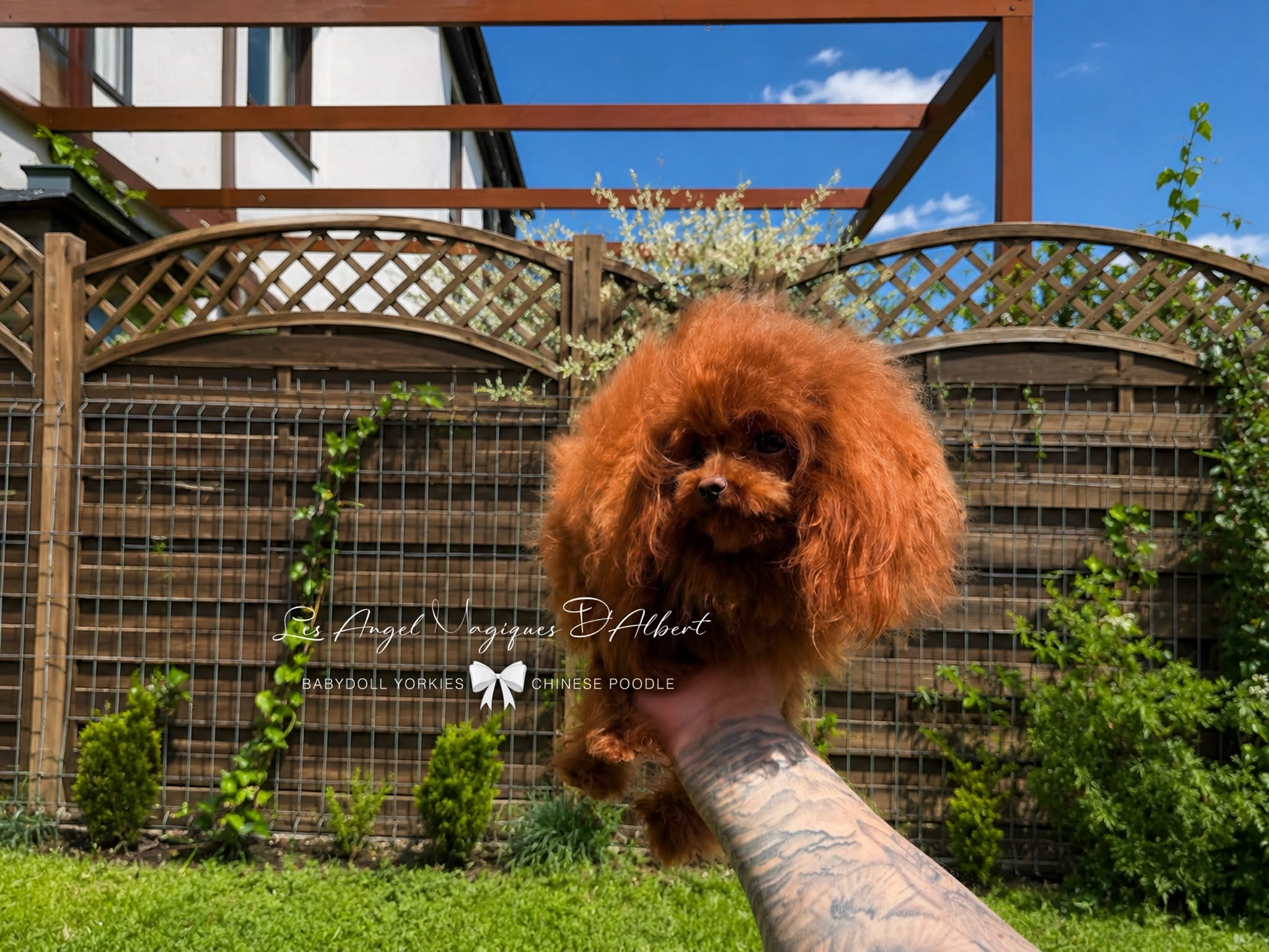 Hàn, Chinese Poodle · 20 cm · 1.8 kg · Male — photo 5
