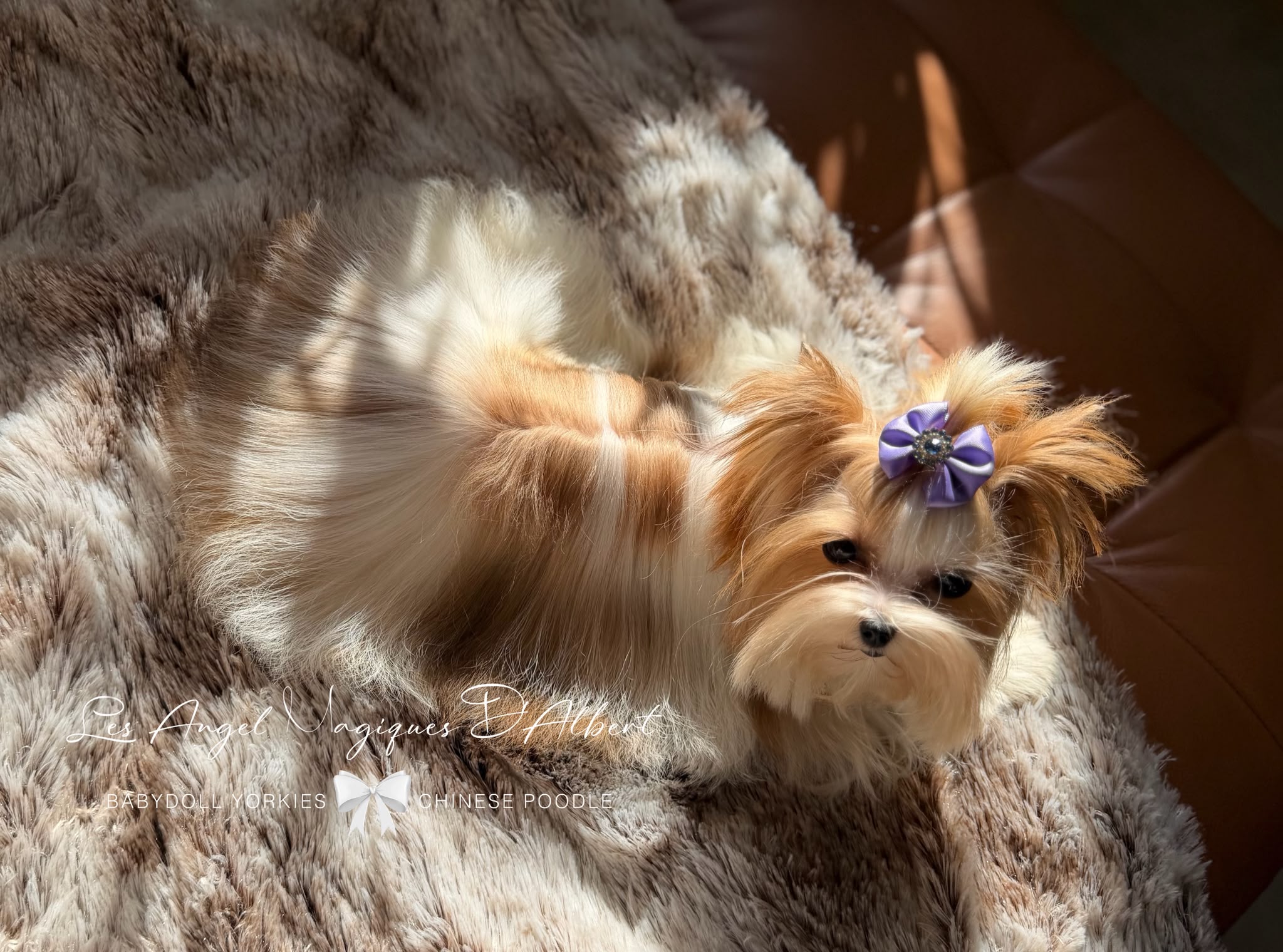 Leo, Teacup · 1.1 kg · Red Sable Parti · Stud Male — photo 1