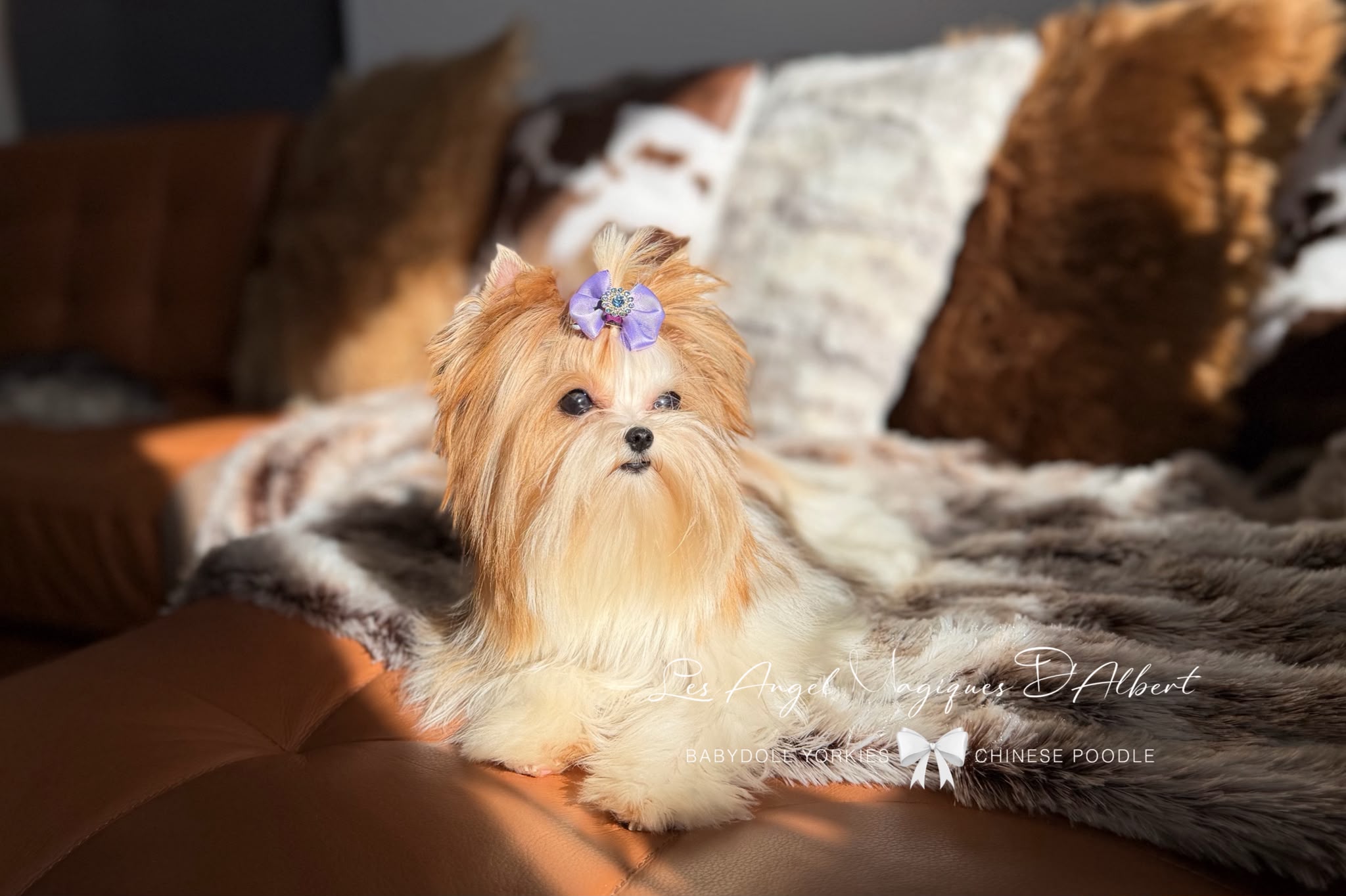 Leo, Teacup · 1.1 kg · Red Sable Parti · Stud Male — photo 2
