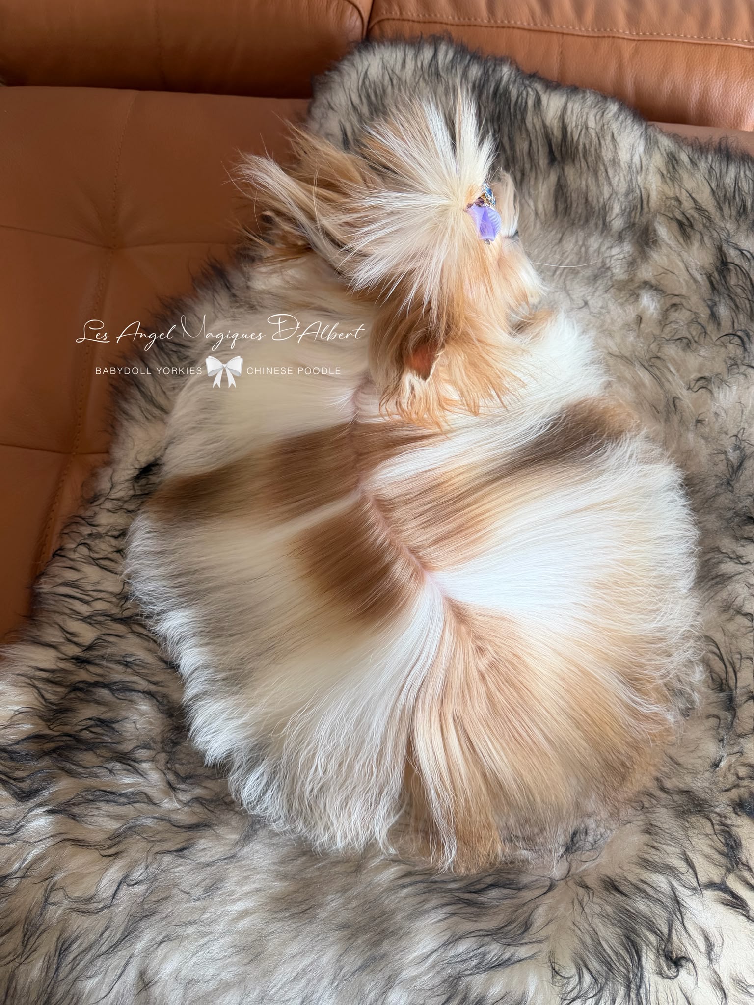 Leo, Teacup · 1.1 kg · Red Sable Parti · Stud Male — photo 3