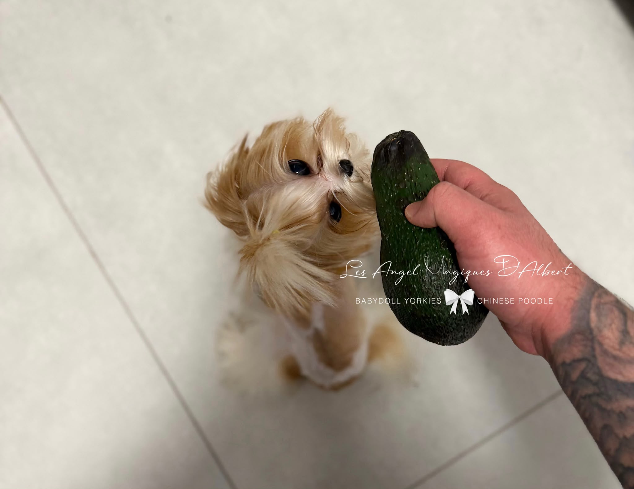 Leo, Teacup · 1.1 kg · Red Sable Parti · Stud Male — photo 4