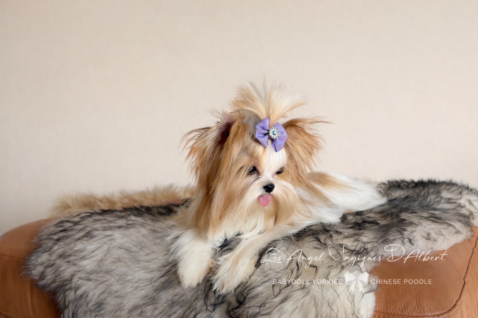Leo, Teacup · 1.1 kg · Red Sable Parti · Stud Male — photo 5