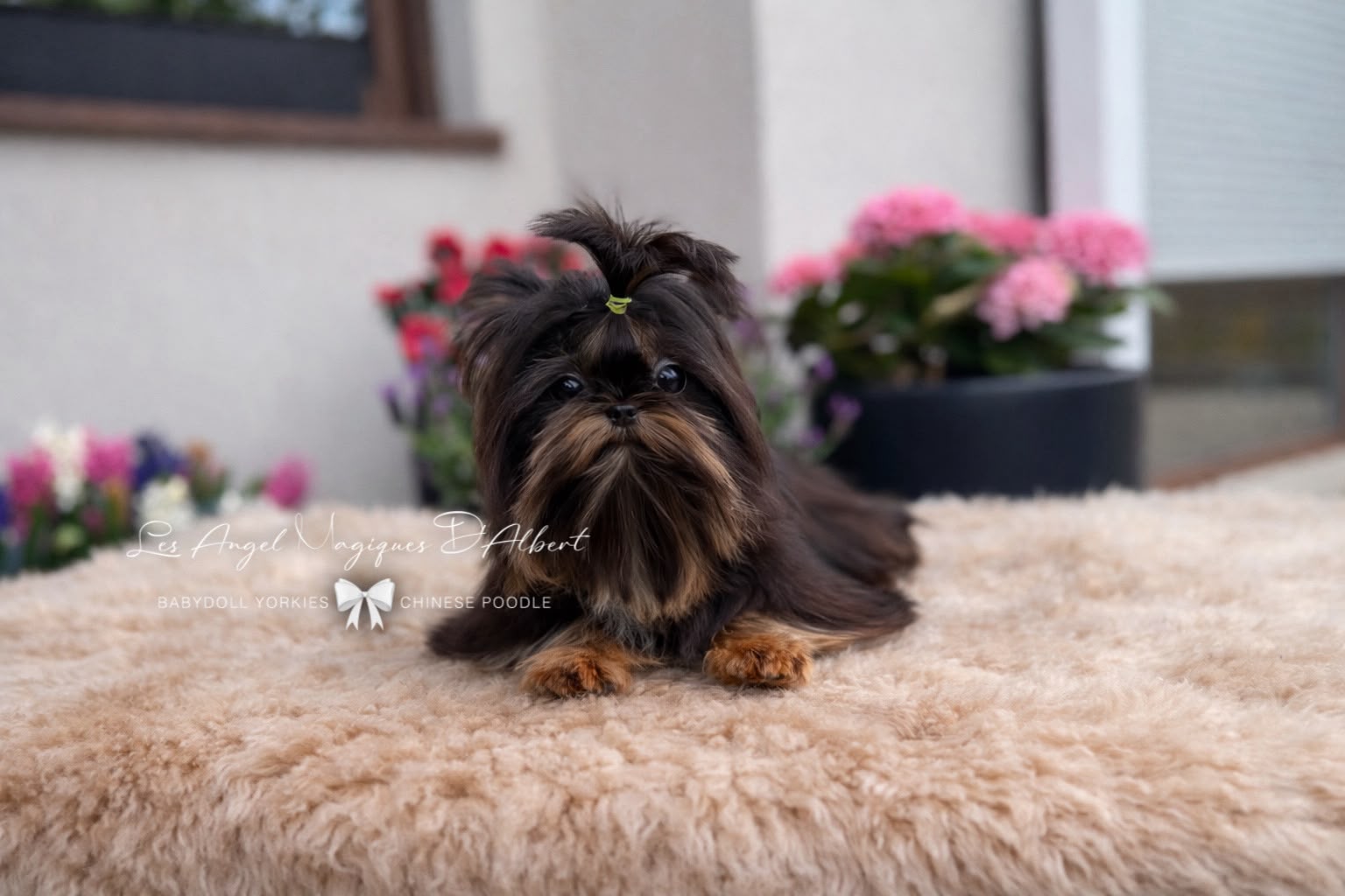 Ragnar, Imported from China · 1.2 kg · Stud Male — photo 2