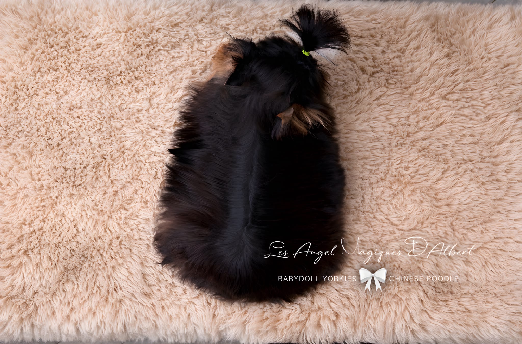 Ragnar, Imported from China · 1.2 kg · Stud Male — photo 3