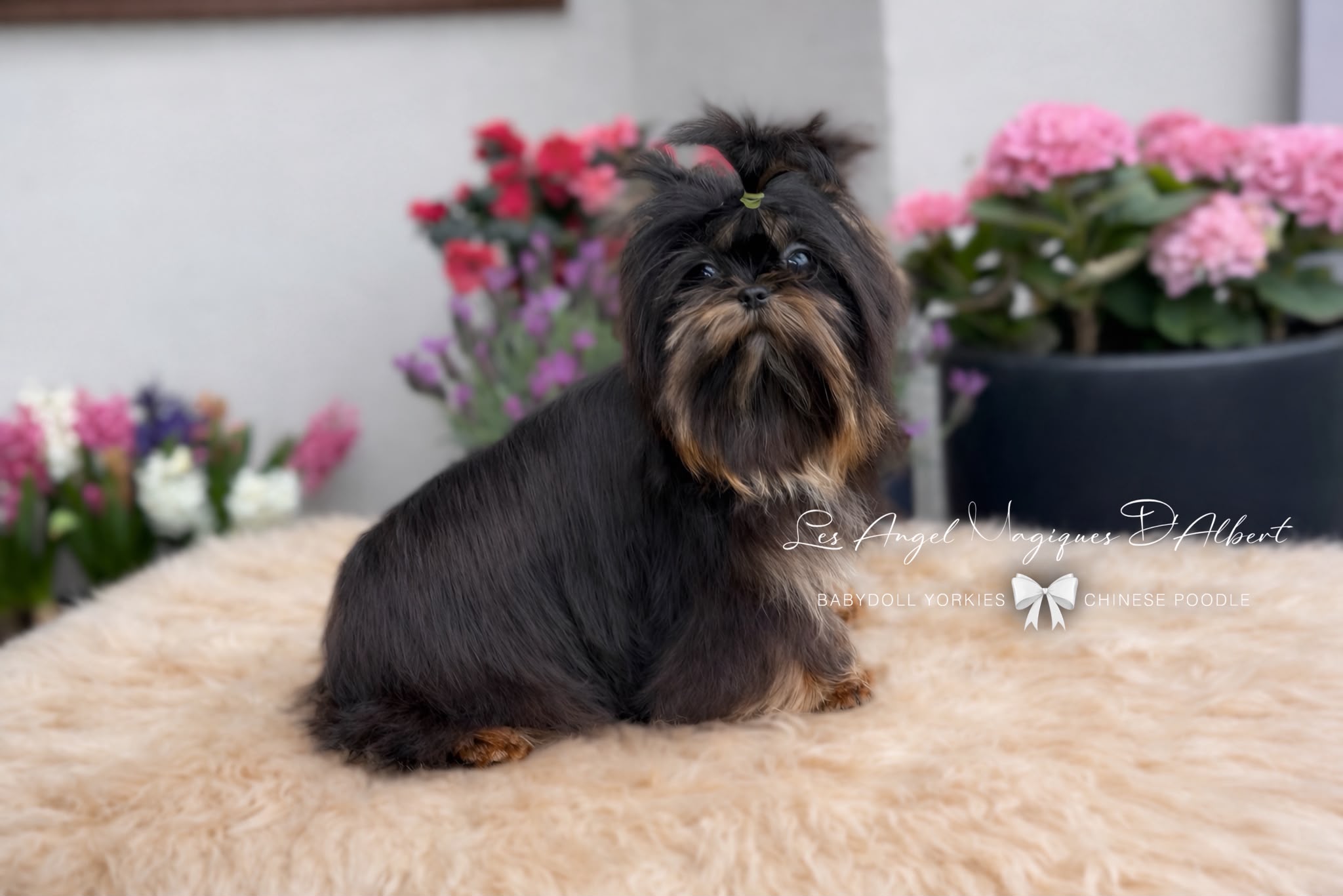 Ragnar, Imported from China · 1.2 kg · Stud Male — photo 4