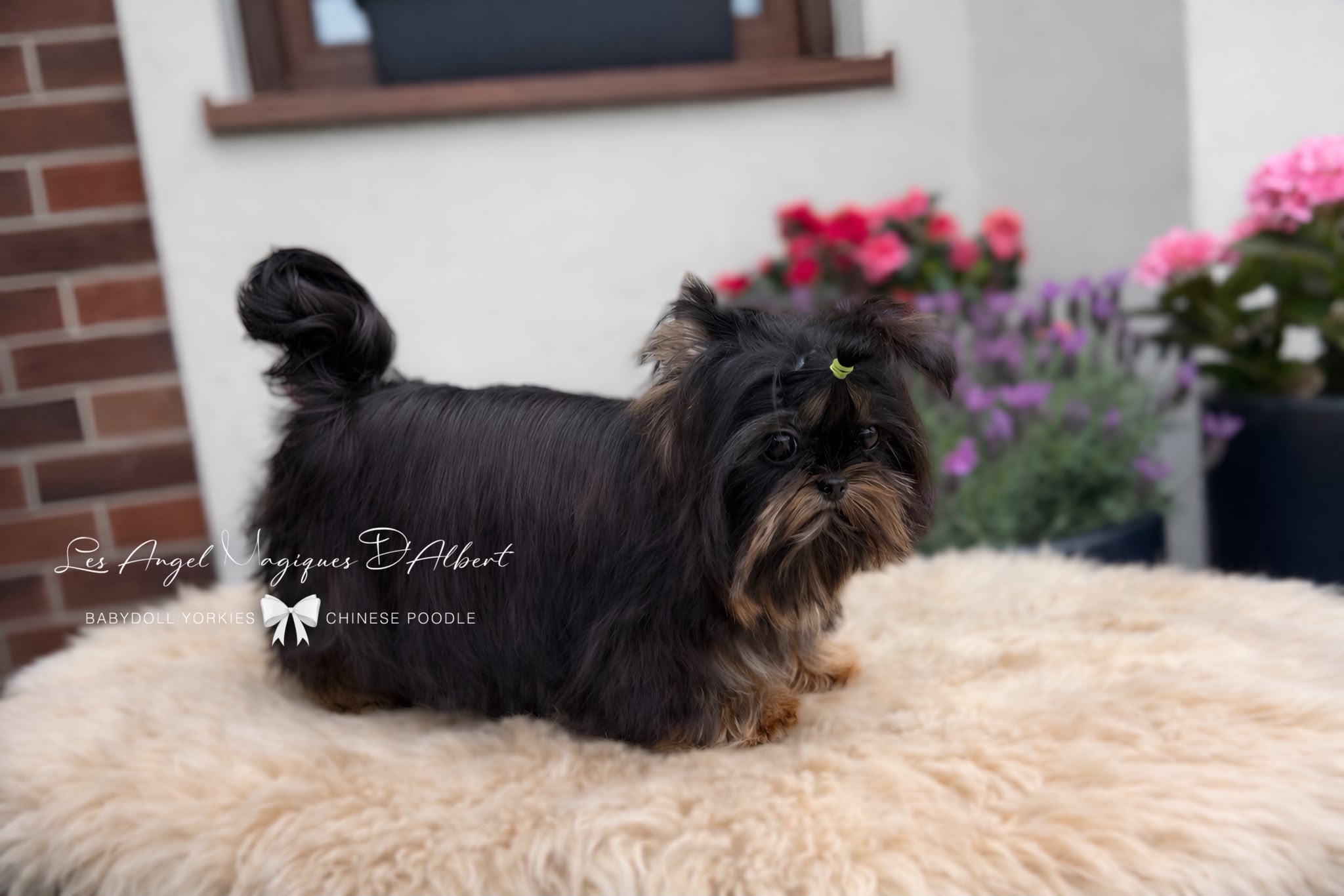 Ragnar, Imported from China · 1.2 kg · Stud Male — photo 5