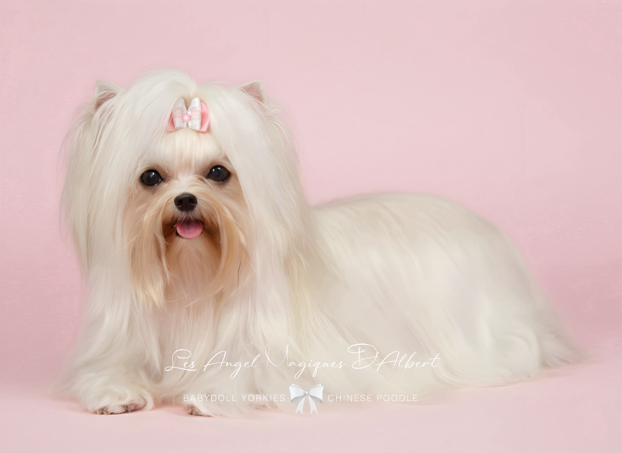 Suzi, Pure White Yorkshire Terrier · 2.8 kg · Female — photo 2