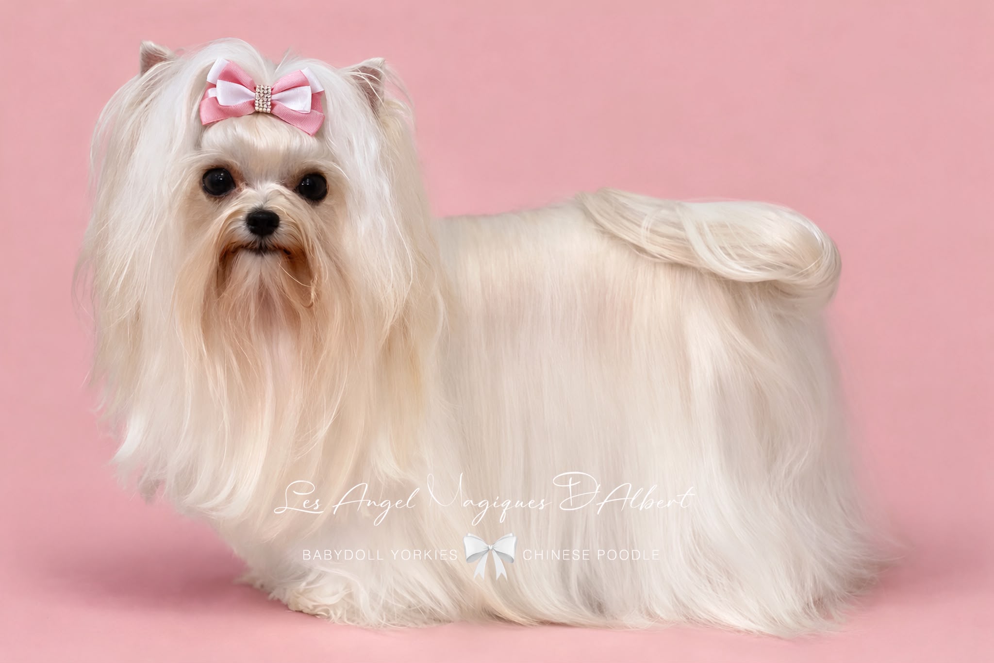 Suzi, Pure White Yorkshire Terrier · 2.8 kg · Female — photo 4