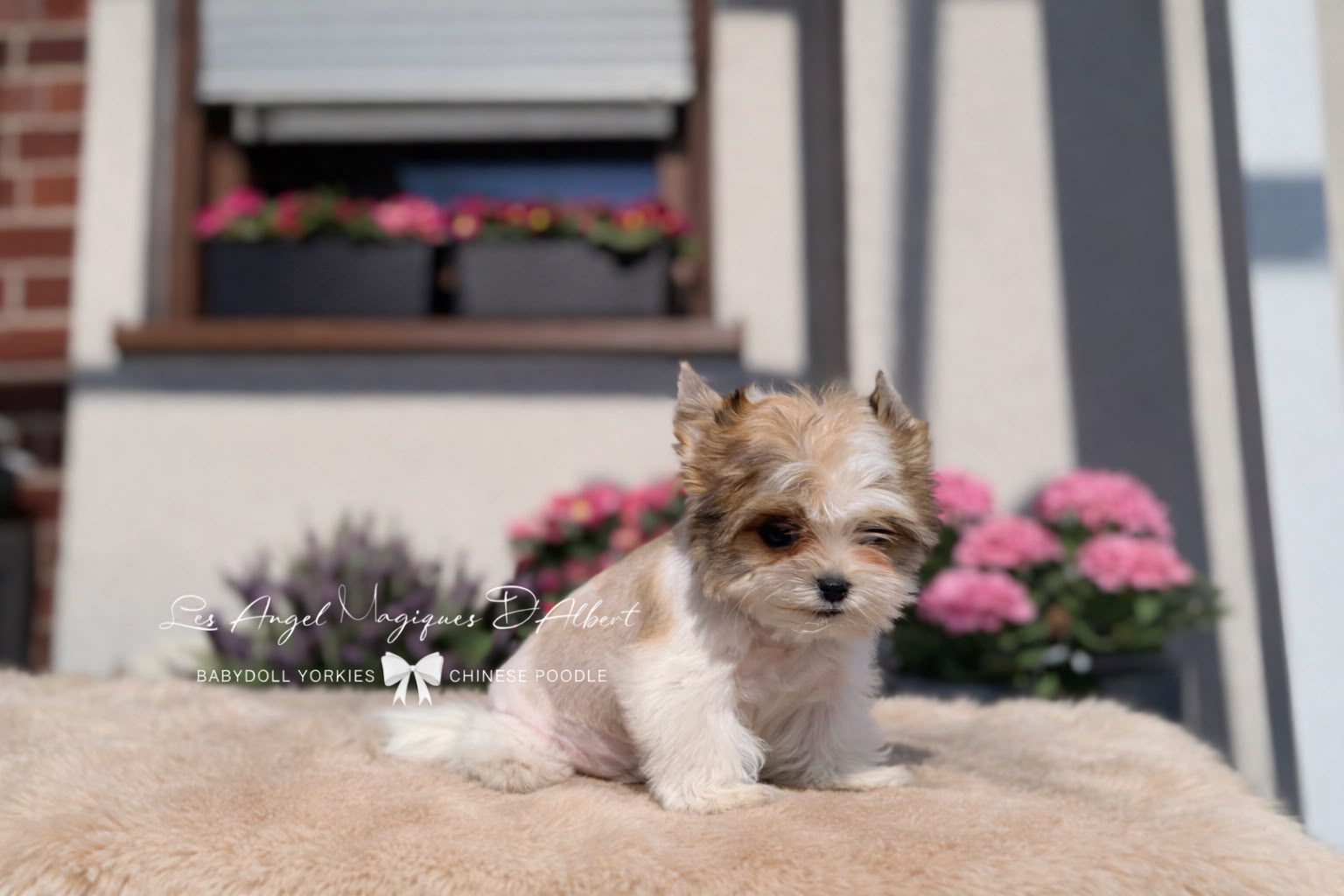 Red Sable Parti Male — photo 4